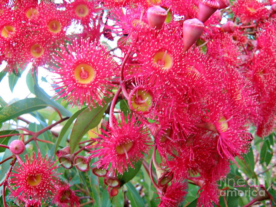 Australian Native Blossoms Photograph by Leanne Seymour