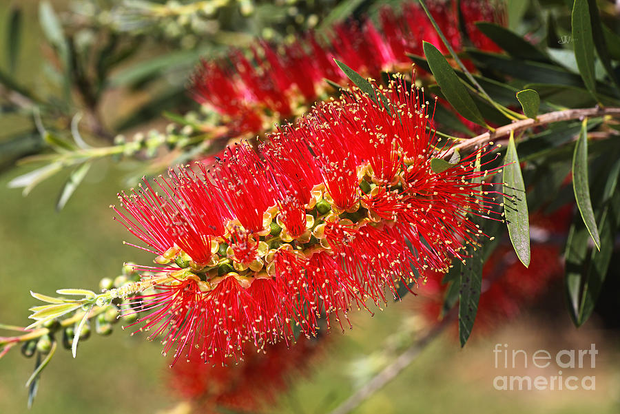 Australian Native Bottlebrush Flowers Photograph by Joy Watson