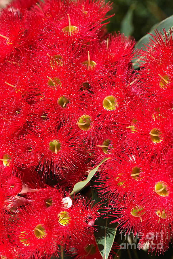 Australian Native Eucalyptus Flowers Photograph by Joy Watson