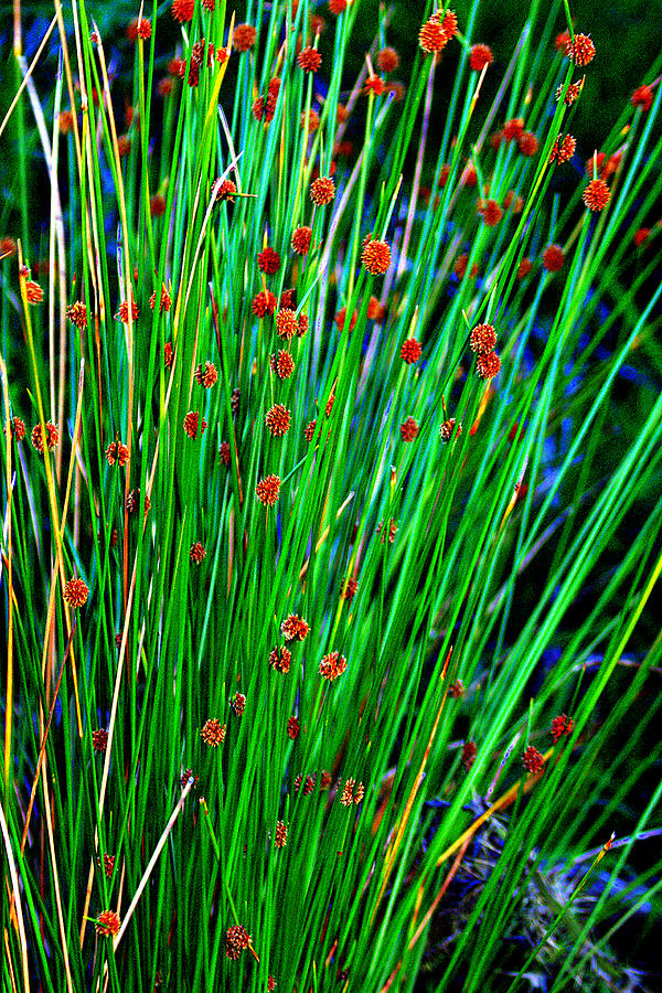 Australian Native Grass Photograph by Miroslava Jurcik