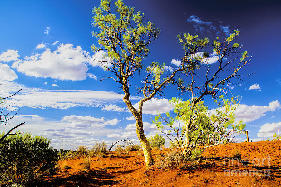 Australian Outback One Photograph by Rick Bragan