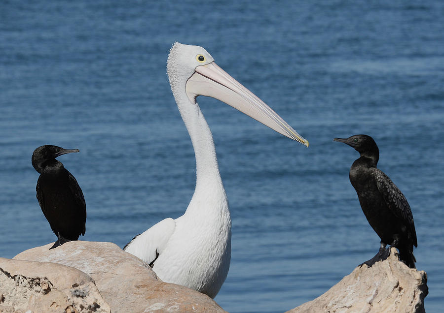 Australian Pelican and Cormorants Photograph by Tony Brown