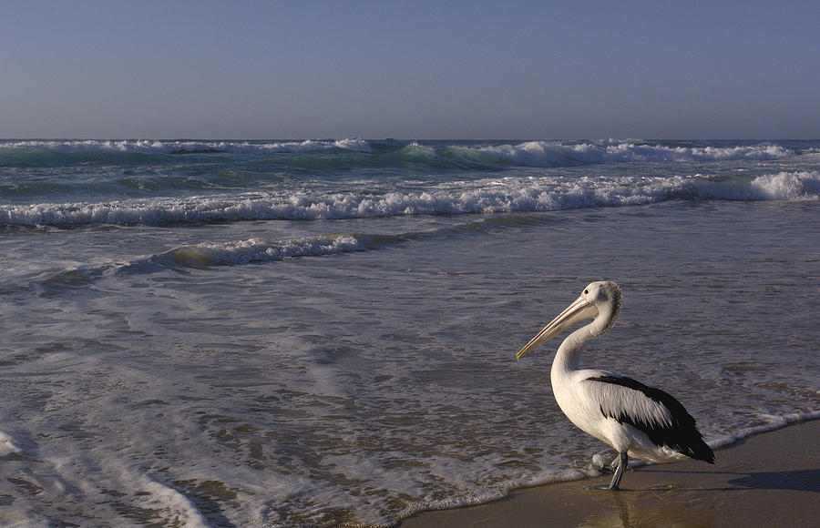 Australian Pelican and Surf Photograph by Pete Oxford