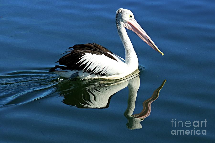 Australian Pelican Bird,  Pelecanus conspicillatus, Close-up Swimming with Water Reflections Photograph by Geoff Childs