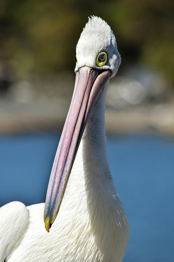 Australian Pelican Photograph by Charissa Allan - Fine Art America