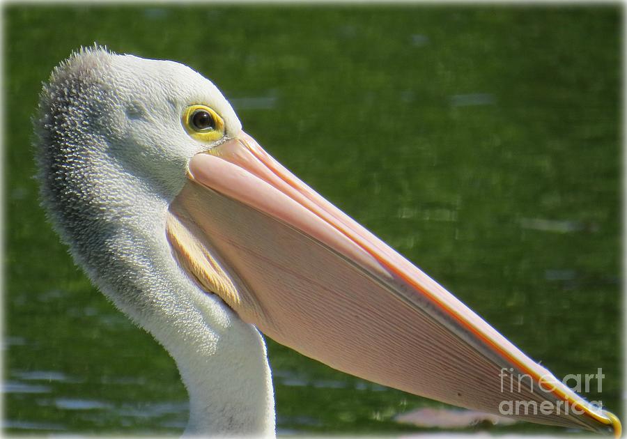Australian Pelican Photograph by Evie Hanlon