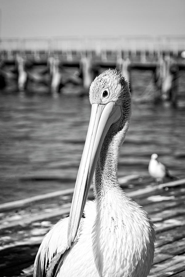 Australian Pelican in Monochrome Photograph by Catherine Reading