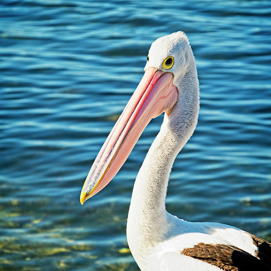 Australian Pelican in the Wild Photograph by Catherine Reading