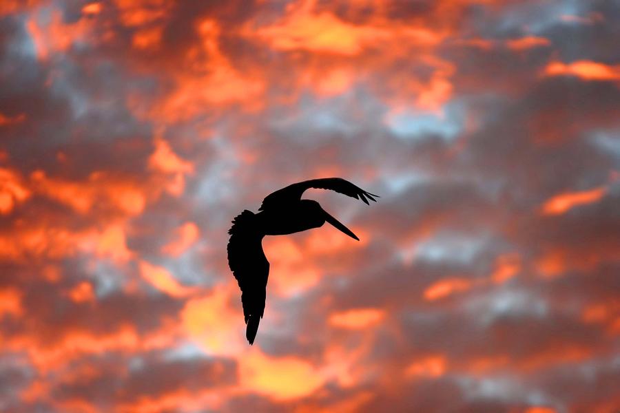 Australian Pelican Silhouette Photograph by Tony Brown