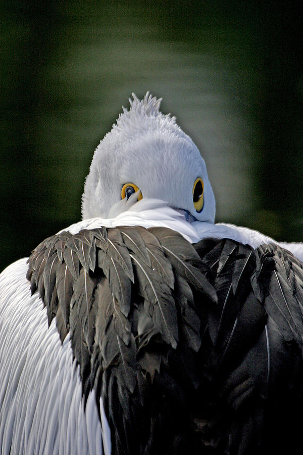 Australian Pelican Photograph by Tony Brown