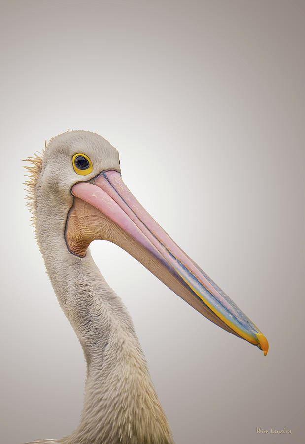 Australian Pelican Photograph by Wim Lanclus