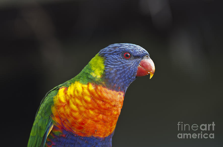 Bird Photograph - Australian Rainbow Lorikeet by Christopher Edmunds