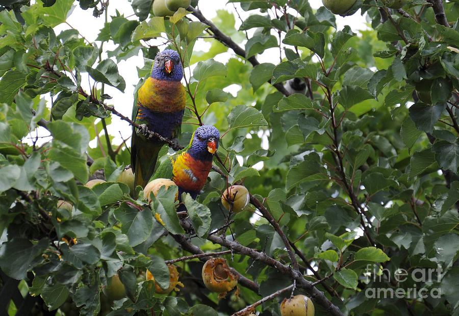 Parrot Photograph - Australian Rainbow Lorikeets by Milleflore Images