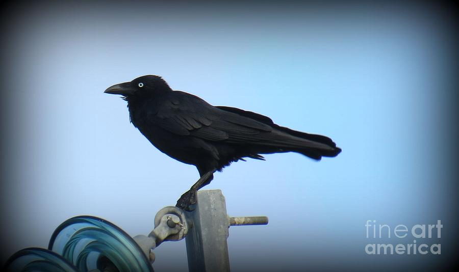 Australian Raven Photograph