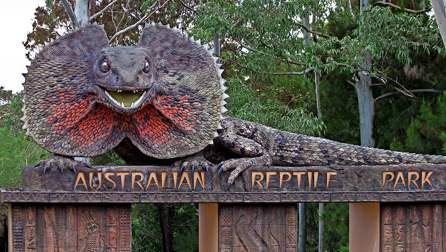 Animal Photograph - Australian Reptile Park by Miroslava Jurcik
