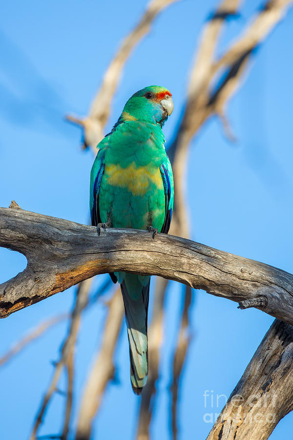 Australian Ringneck Parrot Photograph by B.G. Thomson