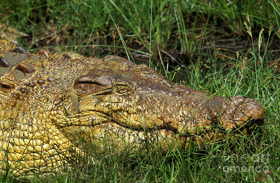 Australian Salwater Crocodile Photograph by Gerard Lacz