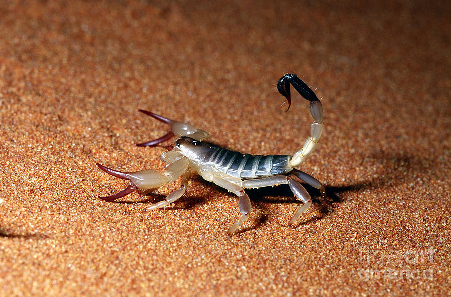 Australian Scorpion Photograph by B.