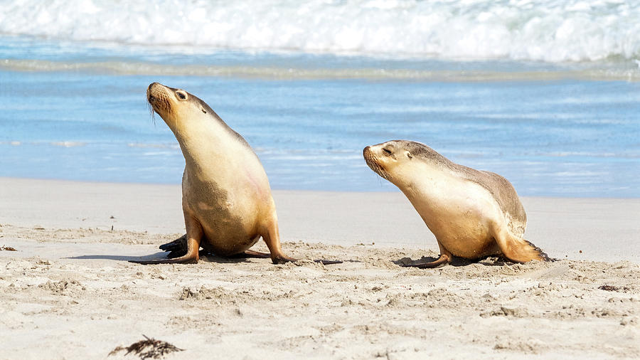 Australian Sea Lions Photograph by Catherine Reading
