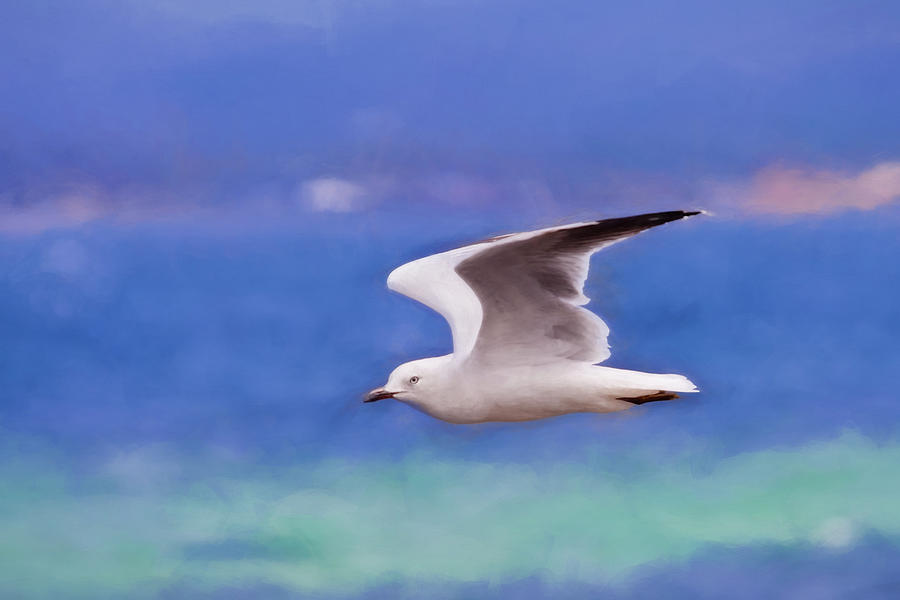 Seagull Photograph - Australian Seagull in Flight by Michelle Wrighton