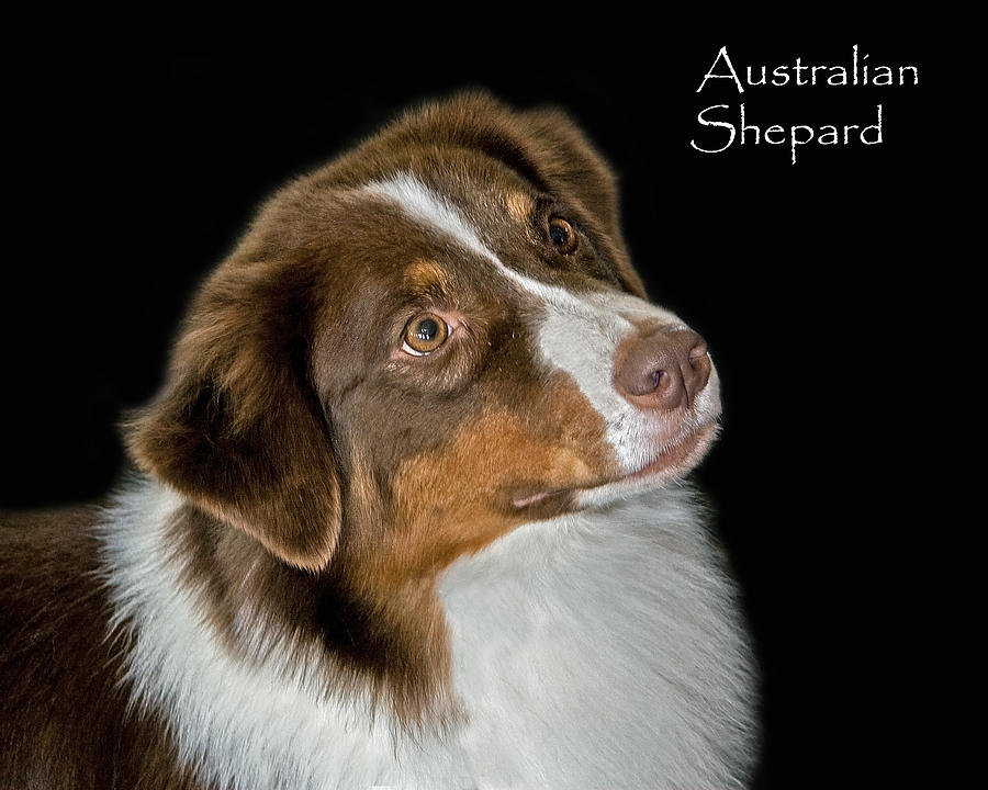 Australian Shepard Photograph by Larry Linton