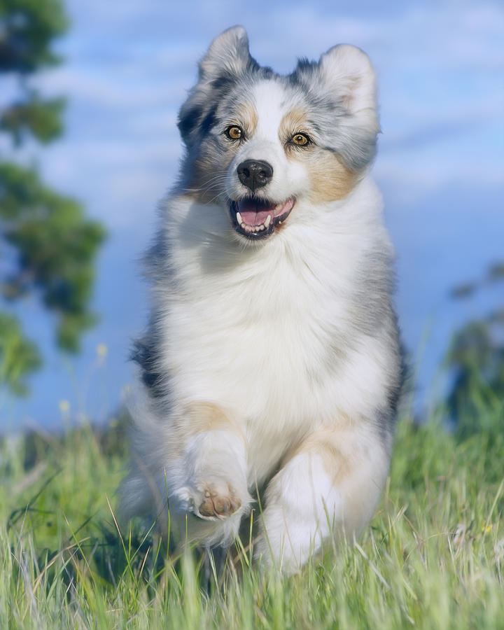 Australian Shepherd 2 Photograph by Wolf Shadow Photography