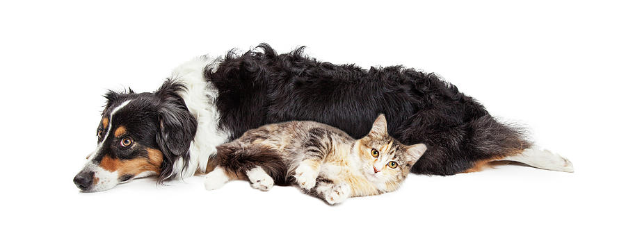 Animal Photograph - Australian Shepherd Dog and Cat Laying Together by Good Focused