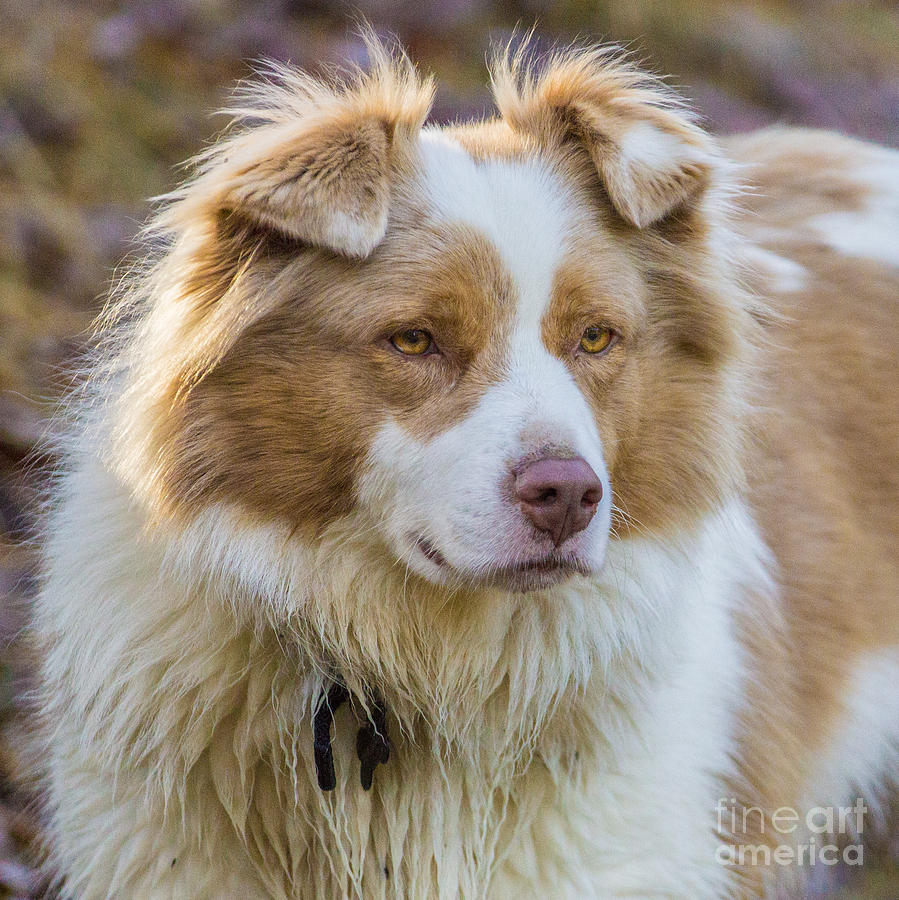 Australian Shepherd Dog by Fabrizio Malisan Australian Shepherd Dog by Fabrizio Malisan