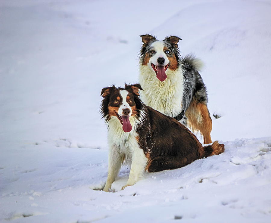 Australian shepherd dogs on the snow Photograph by Elenarts - Elena Duvernay photo