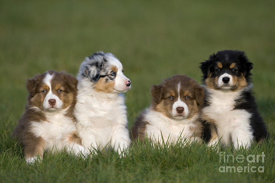 Dog Photograph - Australian Shepherd Puppies by Jean-Louis Klein & Marie-Luce Hubert