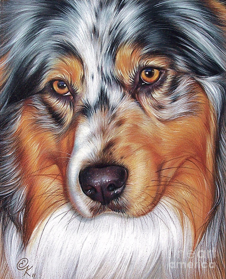 Dog Drawing - Australian Shepherd by Elena Kolotusha
