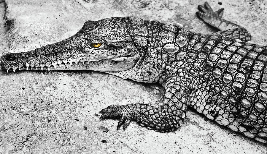 Australian Shy Crocodile  Photograph by Miroslava Jurcik
