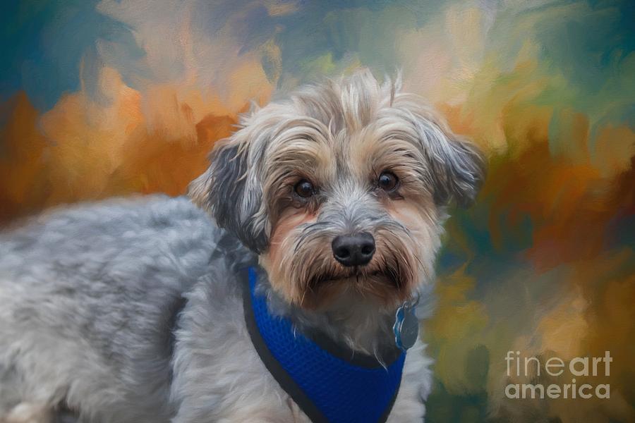 Portrait Photograph - Australian Silky Terrier by Eva Lechner