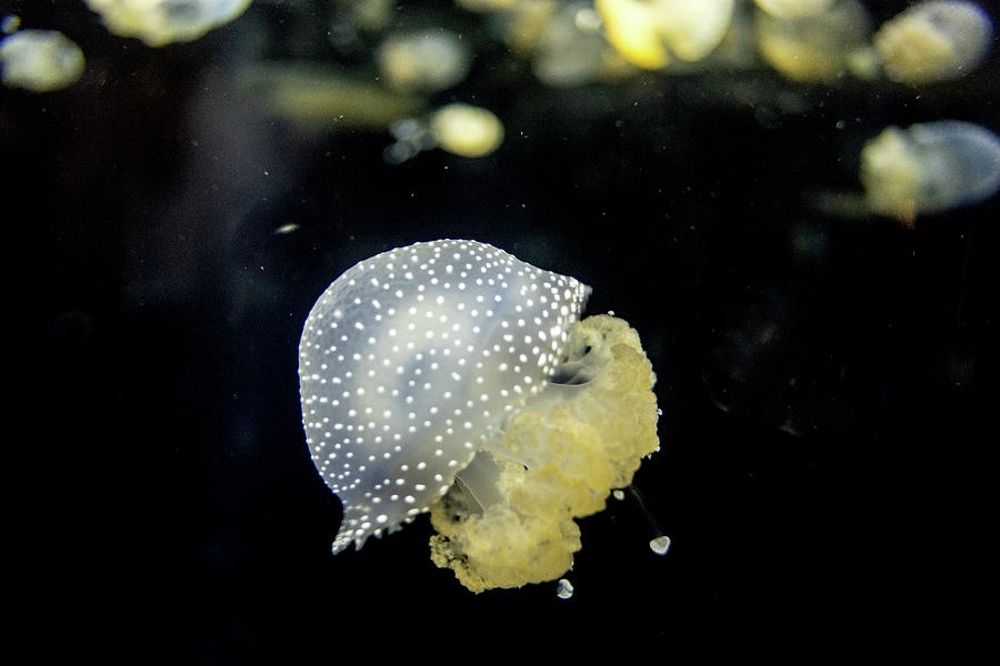 Australian Spotted Jellyfish 1 Photograph