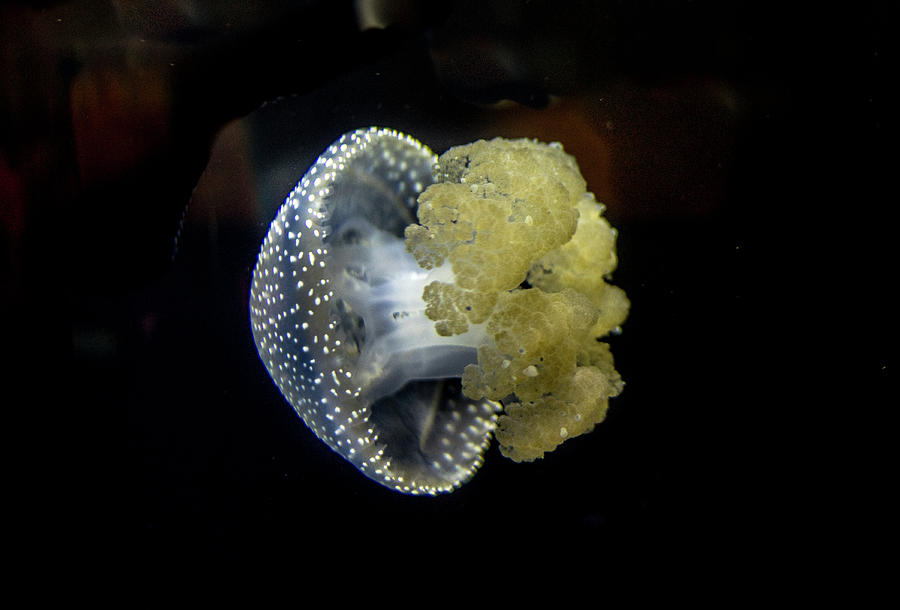 Jellyfish Photograph - Australian Spotted Jellyfish 2 by Douglas Barnett