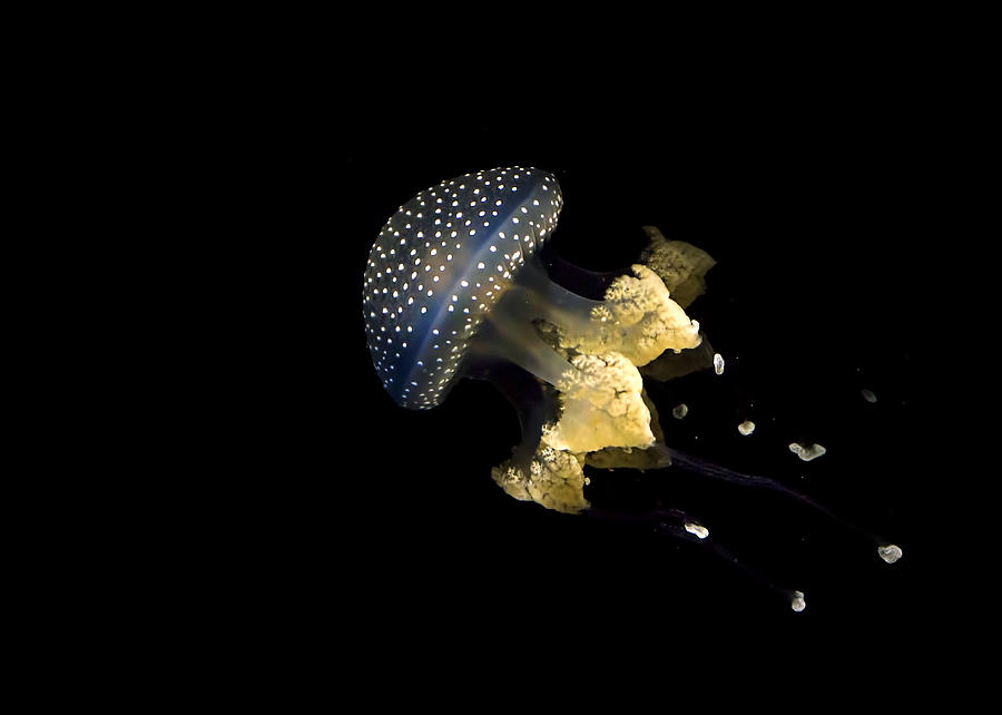 Australian Spotted Jellyfish Photograph by Heather Applegate