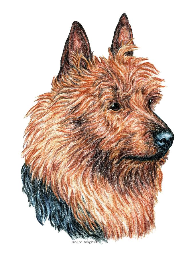 Toy Drawing - Australian Terrier by Kathleen Sepulveda