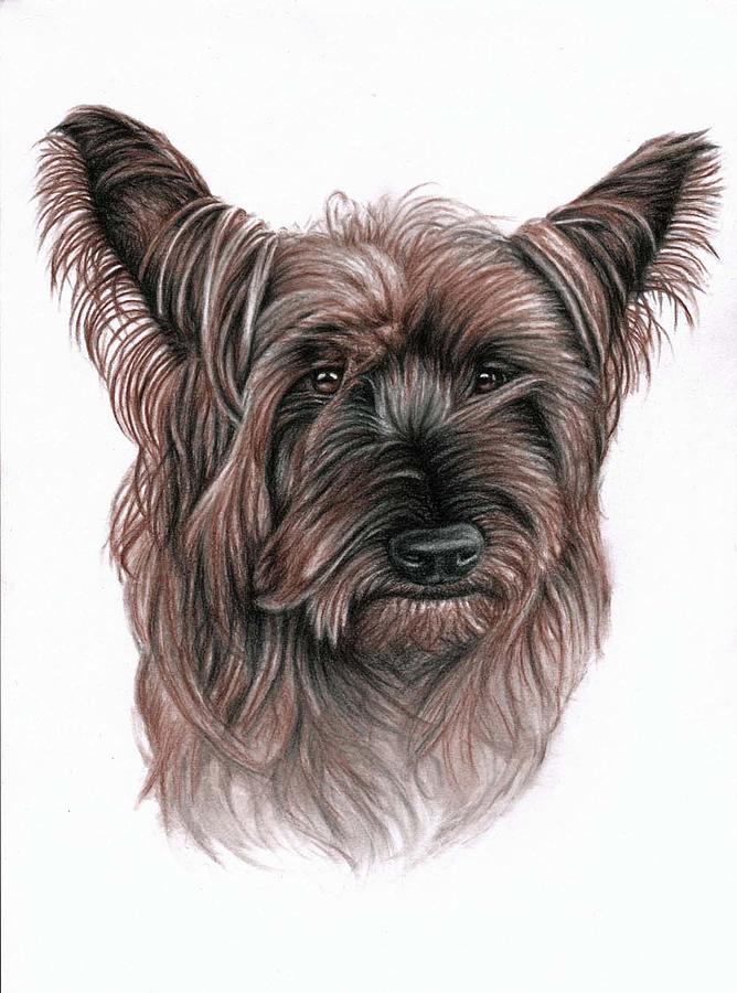 Dog Drawing - Australian Terrier by Nicole Zeug