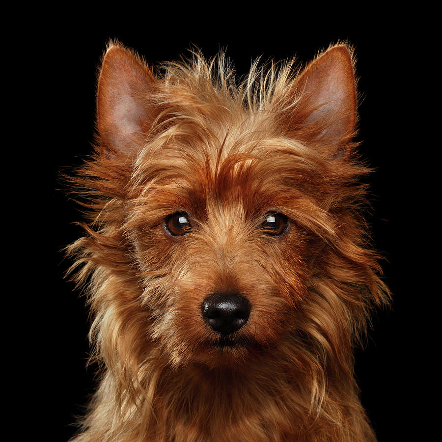 Portrait Photograph - Australian Terrier by Sergey Taran