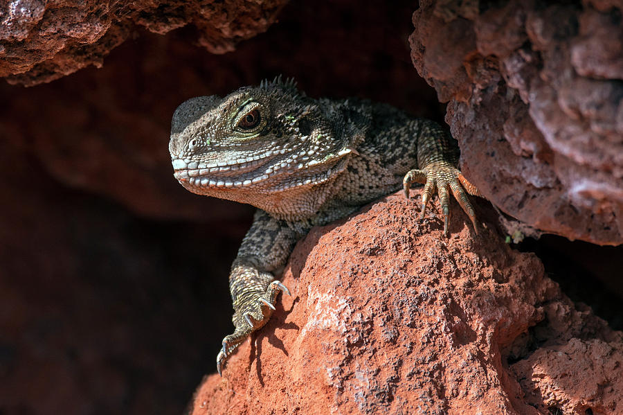 Australian water dragon Photograph by Arterra Picture Library
