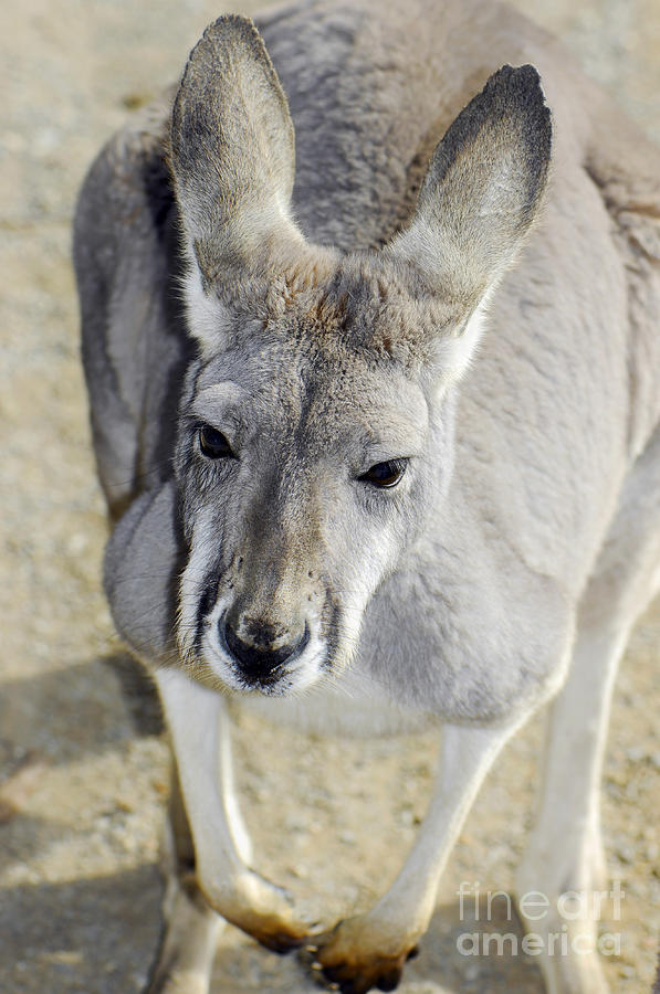 Wildlife Photograph - Australian Western Grey Kangaroo  by Milleflore Images