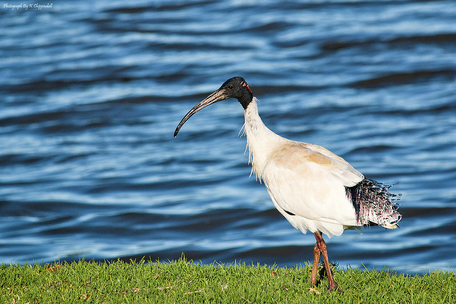 Australian White Ibis 01 Photograph by Kevin Chippindall