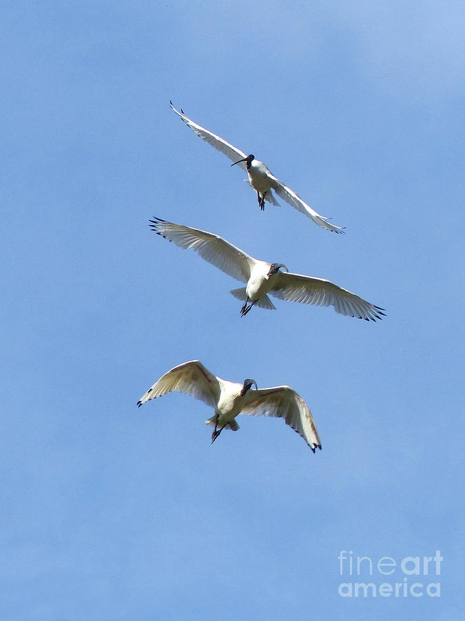 Australian white ibis in Flight Photograph by Phil Banks