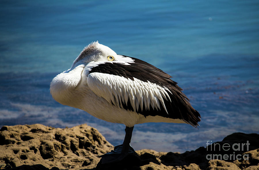 Australian white pelican Photograph by Sheila Smart Fine Art Photography