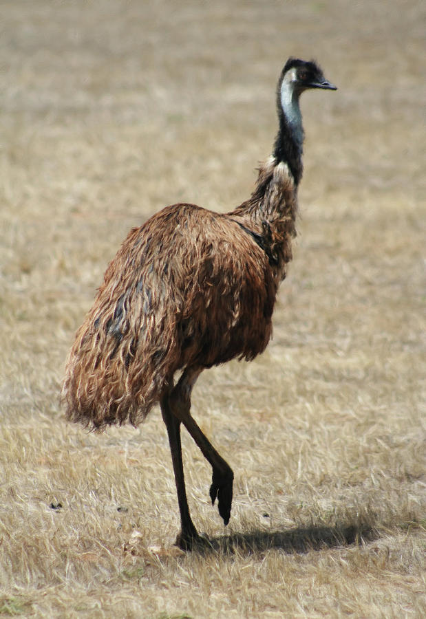Nature Mixed Media - Australian Wild Emu by Georgiana Romanovna