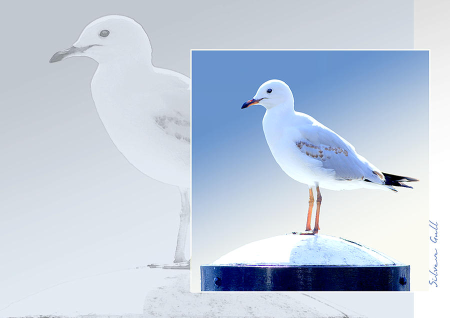 Seagull Photograph - Australian Wildlife - Silver Gull by Holly Kempe