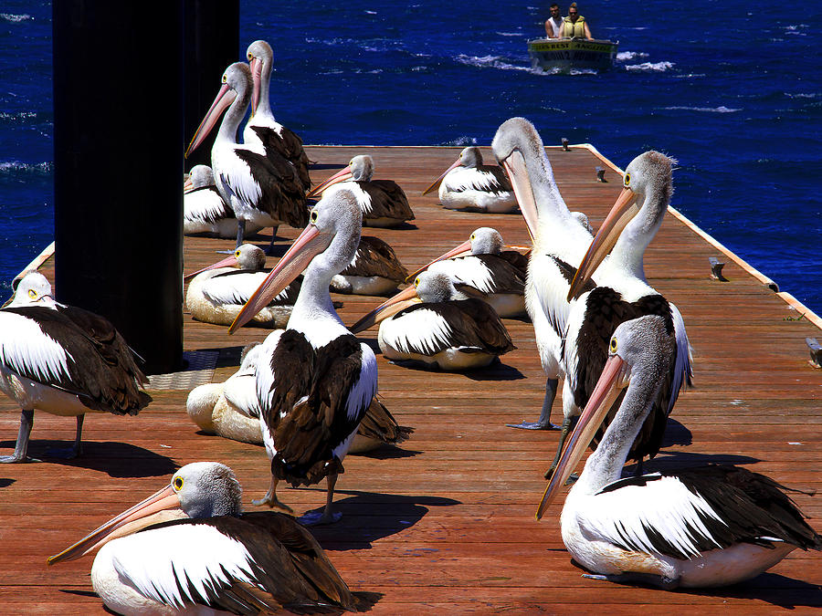 Pelican Photograph - Australians Pelicans Relaxing For Little While by Miroslava Jurcik