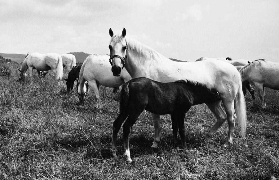 1965 Photograph - Austria: Horse Farm by Granger