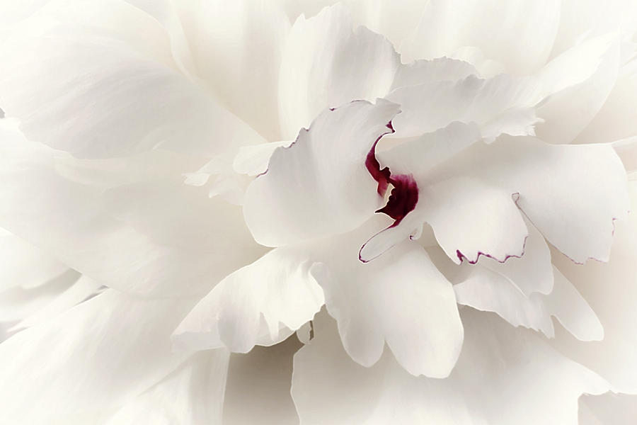 Flowers Still Life Photograph - Authenticity by Darlene Kwiatkowski