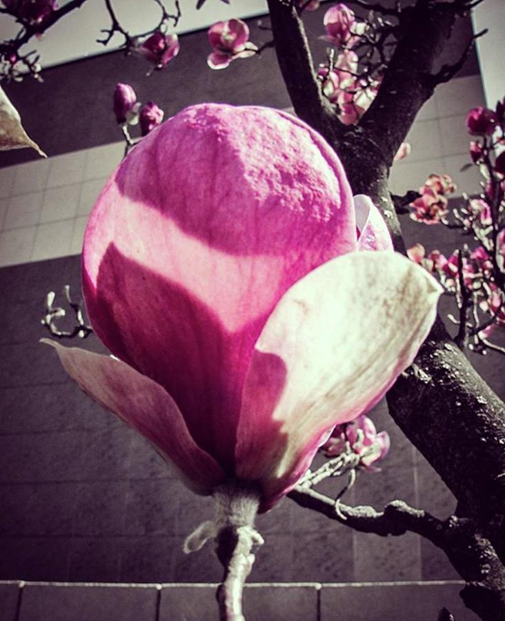 Magnolia Movie Photograph - #autohash #slovakia #flower #rose by Dx Works